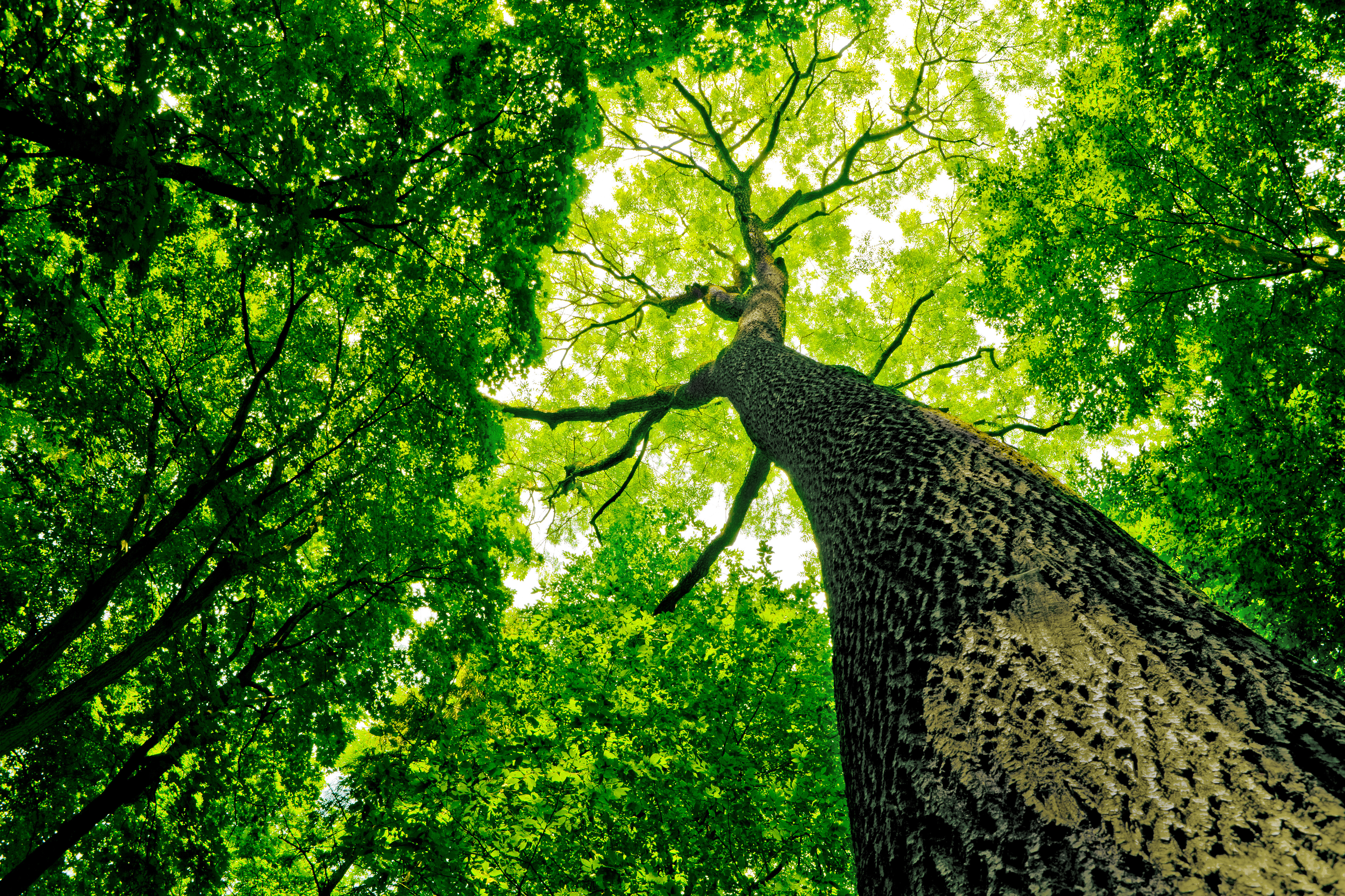 WEBINAR: #WhatIf... every £10K you spent on digital transformation planted 500 trees?